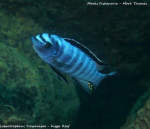 Labeotropheus trewavasae 'Higga Reef'